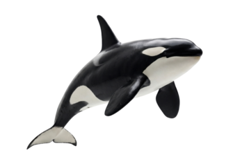 Orca killer whale isolated on white background