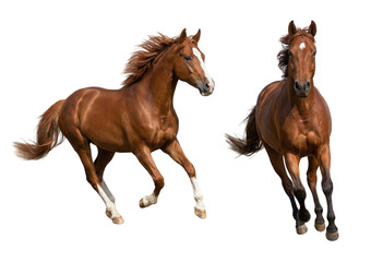 Two chestnut horses running isolated on white background