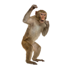 Rhesus macaque monkey standing upright in defensive pose isolated on white