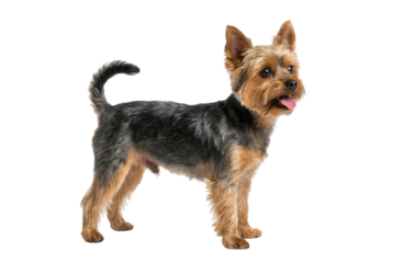 Yorkshire Terrier small dog standing in profile on white background