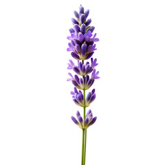 Lavender Flower Stem Isolated on Transparent Background PNG