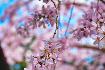 京都　水火天満宮　美しい枝垂れ桜（しだれ桜）コピースペースあり（日本京都府京都市）Beautiful weeping cherry blossoms at Suika Tenmangu Shrine in Kyoto, copy space available (Kyoto City, Kyoto Prefecture, Japan)
