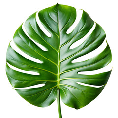 Monstera Tropical Leaf Isolated on Transparent Background PNG