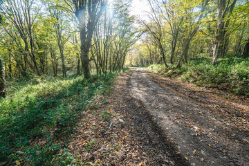 Obraz premium The scenic views of Sarıkum National Park, situated in a combination of sea, sand, lake and forest with species of water birds and birds of prey, and roe deer, lynx, bustard and swan in Sinop, Turkey.