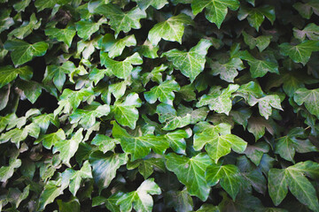 Natural Green Texture Background