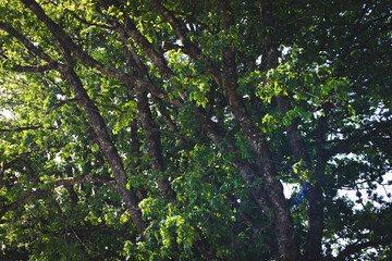 Tall Trees in Natural Forest Environment