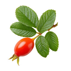 Single Rosehip with Leaves on White png design element with transparency