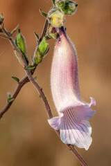 South Africa, South African foxglove (Ceratotheca triloba) © Luigi