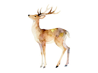 Elegant Deer Watercolor: A serene watercolor depiction of a majestic deer, standing tall with its impressive antlers. The soft hues and artistic style evoke a sense of calm and nature's beauty.