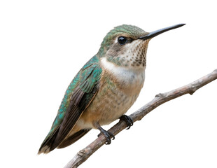 Obraz premium Green hummingbird perched on branch isolated on white background