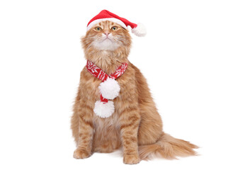 Festive ginger cat wearing Santa hat and red scarf, isolated PNG on transparent background. Christmas pet cutout for advertising, holiday design, branding, social media and creative layouts