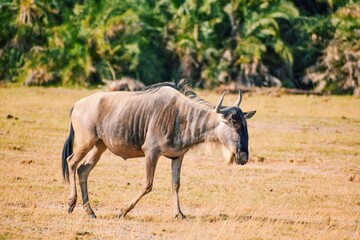 A lone wildebeest in the panoramic savannah grassland landscapes of Amboseli National Park in Kenya 
