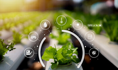 Modern hydroponic farm with fresh green lettuce growing under sunlight and digital smart farming icons representing data monitoring, sustainable agriculture, and eco-technology innovation.