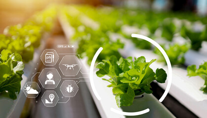 Modern hydroponic farm with fresh green lettuce growing under sunlight and digital smart farming icons representing data monitoring, sustainable agriculture, and eco-technology innovation. © wasan