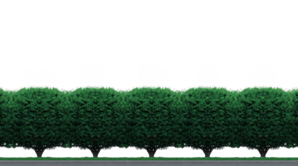 Row of lush green hedge bushes with dense foliage, trimmed neatly along sidewalk, creating natural barrier and peaceful outdoor atmosphere, perfect for landscaping design