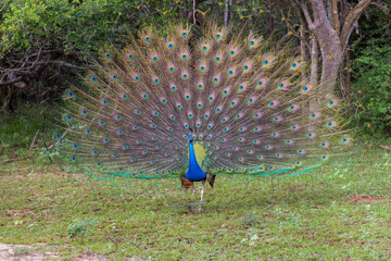 Obraz premium Indian Peafowl (Pavo cristatus) Displaying Tail Feathers in Yala National Park, Sri Lanka