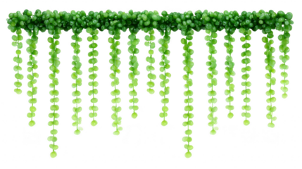 String of pearls plant trailing succulent green foliage hanging vine indoor decoration natural texture lush leaves botanical cascading vibrant
