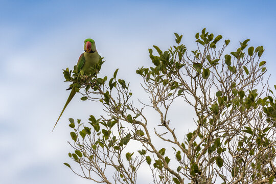 Rose-ringed Parakeet (Psittacula krameri) Perched in a Tree, Yala National Park, Sri Lanka
