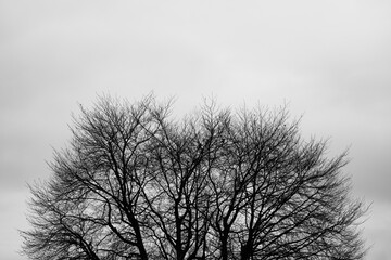Bare branches tree silhouette against a grey sky. Black and white shot, no people