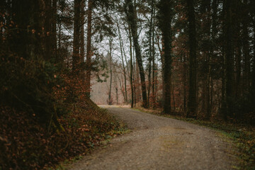 Gravel road winding through a forest in early winter. Moody grey atmosphere, no people