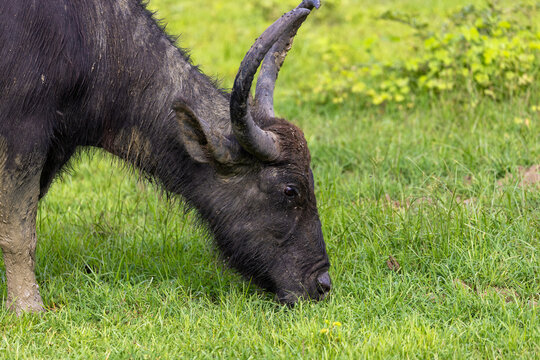 Asian Water Buffalo (Bubalus bubalis) Grazing on Grass in Yala National Park, Sri Lanka