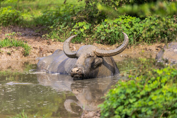 Obraz premium Wild Water Buffalo (Bubalus arnee) Bathing in a Muddy Waterhole, Yala National Park, Sri Lanka