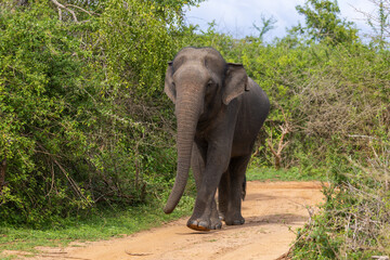Sri Lankan Elephant (Elephas maximus maximus) in Yala National Park, Sri Lanka