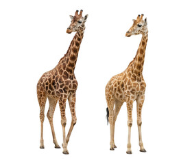 Fototapeta premium Two standing giraffes isolated on white background