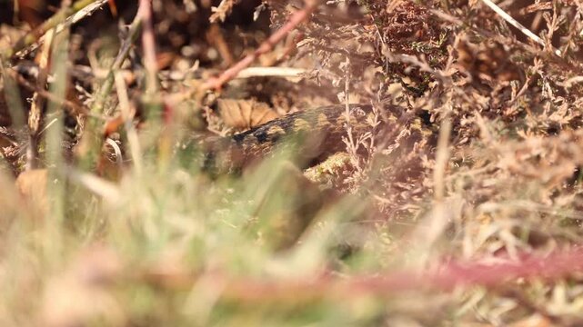 European adder slithering through undergrowth