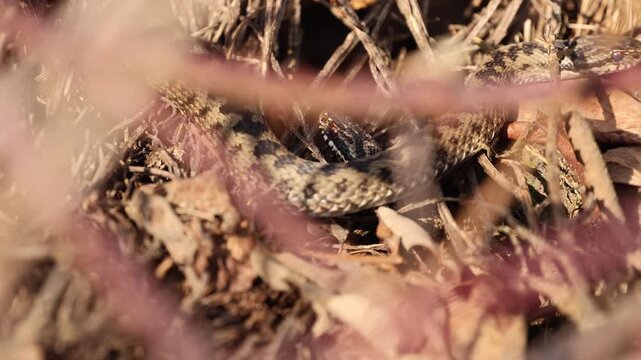 Two European adders crossing paths in natural habitat