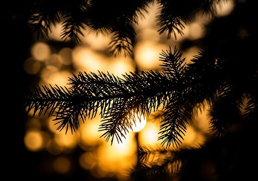 Dramatic silhouette of pine tree branches against a bright golden bokeh sunset. - Powered by Adobe