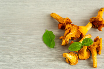 Still life with raw chanterelles on a wooden table
