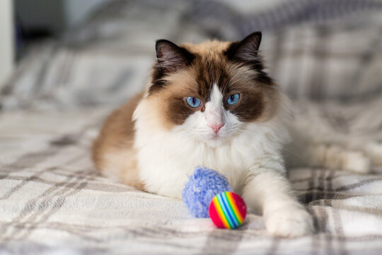 Purebred ragdoll cat relaxing on cozy soft blanket