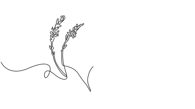 beauty fresh heather continuous one line drawing, One continuous line drawing of beauty fresh common heather for home decor wall art poster print. Decorative calluna vulgaris flower for invitation 