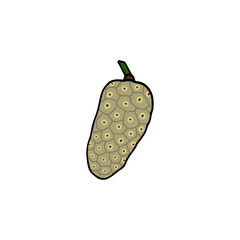 noni fruit, herbal fruit vector illustration