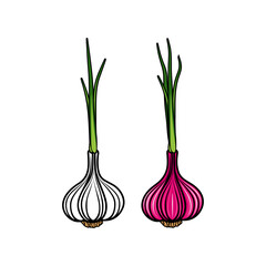 garlic and shallots vector illustration