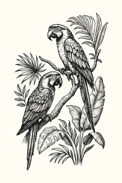 Tropical Macaw Parrots on Branch Vector Engraving: Detailed exotic illustration of two birds perched among jungle leaves, captured in a vintage ink sketch style for nature and wildlife design.