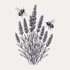 Lavender Bush with Bees Vector Engraving: Detailed botanical illustration of a flowering lavender plant and flying bees in a vintage ink sketch style, symbolizing nature and tranquility. © Chairul