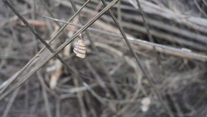 the hatched cocoon is dark brown