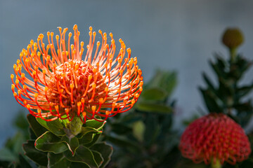 South Africa, Protea, sugarbush, Protea afra