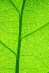 Green leaf texture. Green background