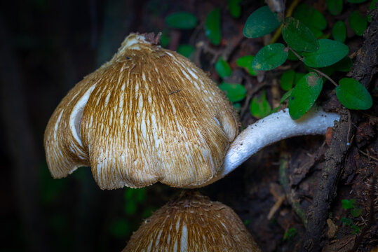 Inocybe is the largest genus of fungi in the order Agaricales and belongs to the family Inocybaceae. In Indonesia, it is known as the Melinjo mushroom.