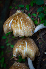 Inocybe is the largest genus of fungi in the order Agaricales and belongs to the family Inocybaceae. In Indonesia, it is known as the Melinjo mushroom.