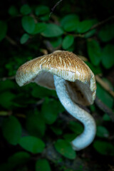Inocybe is the largest genus of fungi in the order Agaricales and belongs to the family Inocybaceae. In Indonesia, it is known as the Melinjo mushroom.