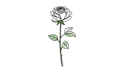 Elegant single rose drawing with white petals, green leaves, and brown stem on a clean white background