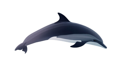 Dolphin marine mammal aquatic animal ocean swimming intelligent streamlined playful blue wildlife illustration sea nature underwater fin tail sleek friendly cartoon water mammal animal tropical