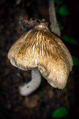 Inocybe is the largest genus of fungi in the order Agaricales and belongs to the family Inocybaceae. In Indonesia, it is known as the Melinjo mushroom.