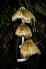 Inocybe is the largest genus of fungi in the order Agaricales and belongs to the family Inocybaceae. In Indonesia, it is known as the Melinjo mushroom.