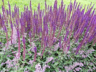 The beauty of flowers. Salvia nemorosa.
