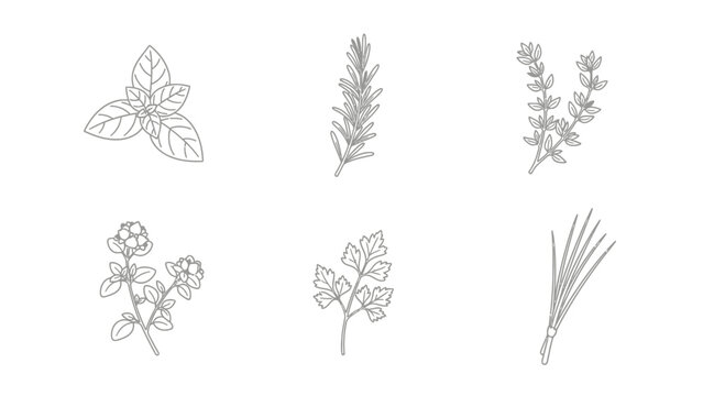 Set of fresh herbs illustrations for culinary and design purposes